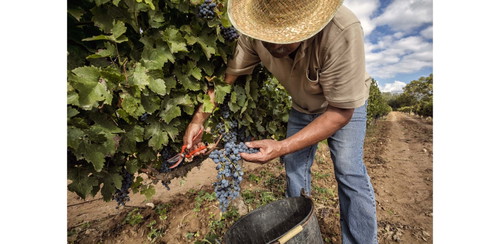 Katalonien ist für seine Cava-Schaumweine berühmt, Miguel Torres setzte bereits früh auf Cabernet Sauvignon.