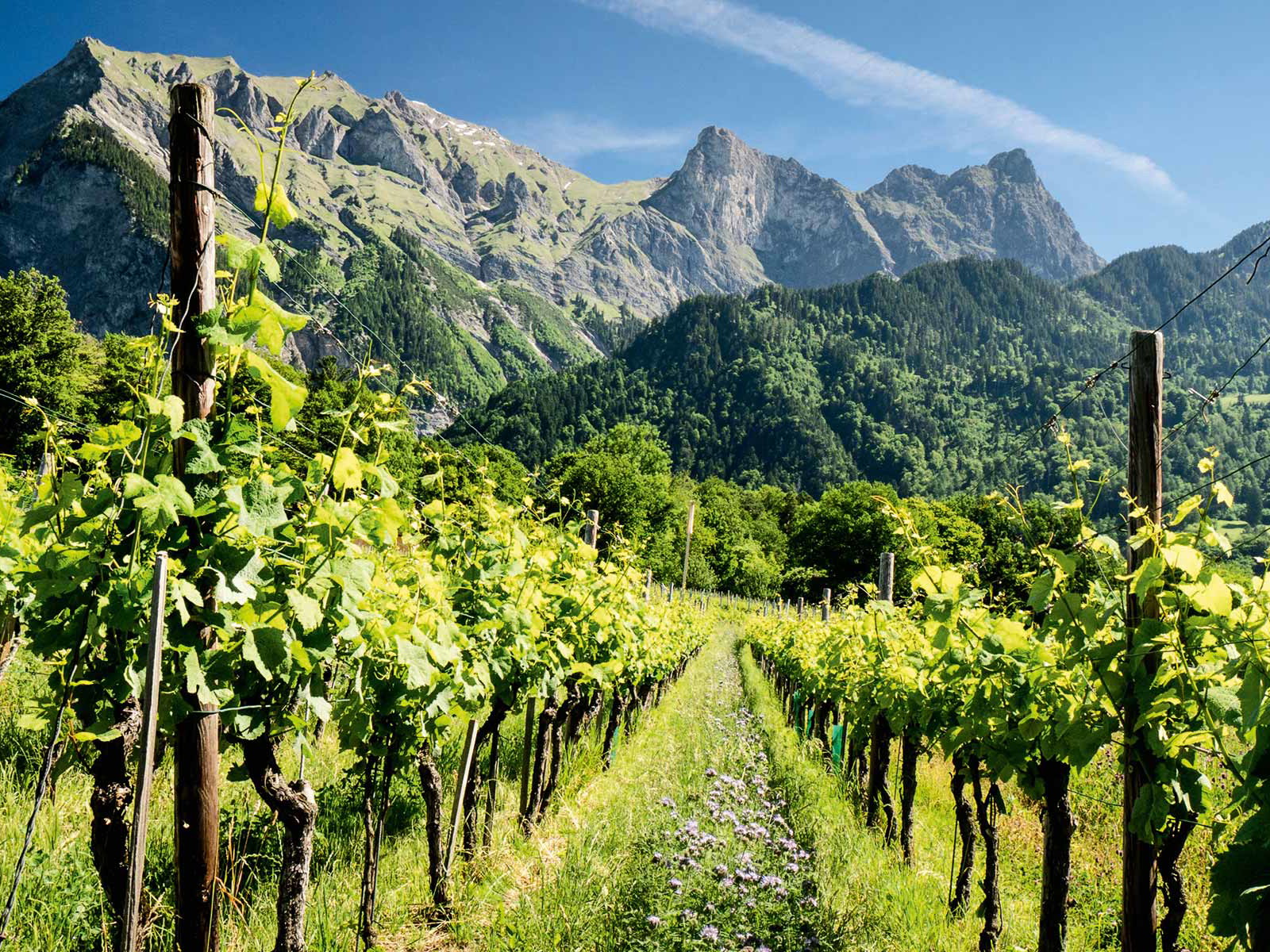 In den Bündner Rebbergen fühlt sich die Rebsorte Pinot Noir besonders wohl. Alle drei Siegerweine der Falstaff Trophy kommen von hier. 