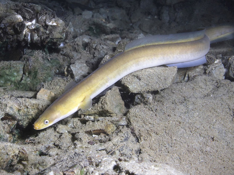 Getrocknete Aalblase ist eine versteckte Delikatesse in der kulinarischen Welt. 