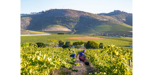 Dem Cabernet Sauvignon gefällt die Nähe zum Meer, so wie hier in Stellenbosch in der Cape Region.