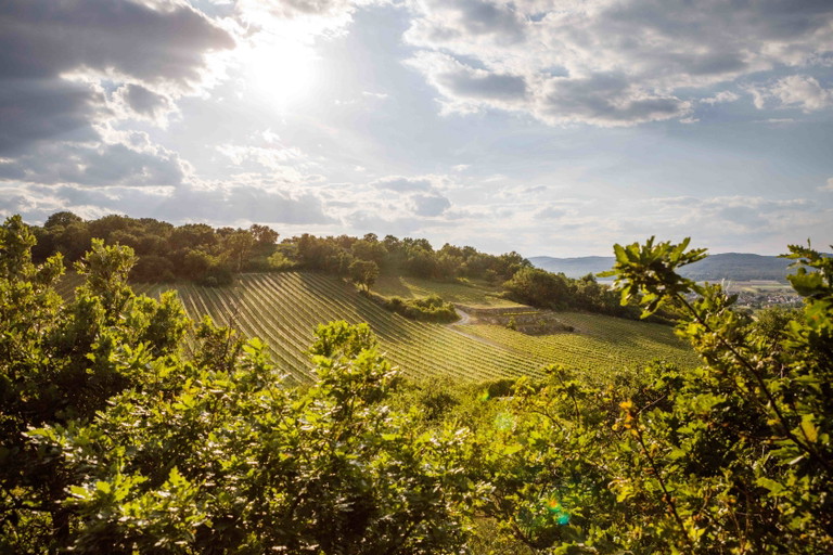 Mit Grünem Veltliner vom Leithaberg machen die Burgenländer den niederösterreichischen Kollegen durchaus Konkurrenz.