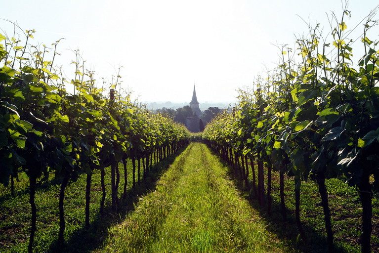 Blick aus den Knipserschen Reben auf Laumersheim und seine Kirche.
