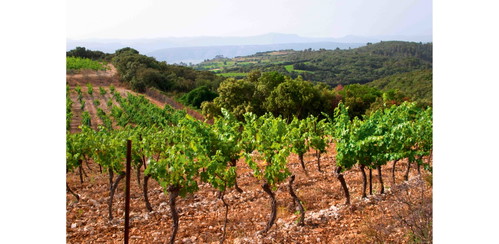 Eisenhaltiger Lehm und Kies verleihen dem Rotwein von Mas de Daumas-Gassac seine große Tiefe und Würze.