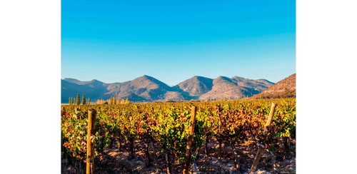 Das Klima des Maipo Valley südlich der chilenischen Hauptstadt Santiago ist für die Sorte perfekt.
