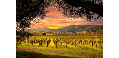 Das warme Klima Kaliforniens und die kühle Brise vom Pazifik verleihen dem Cabernet Sauvignon 
im Napa Valley eine unerreichte Aromentiefe.