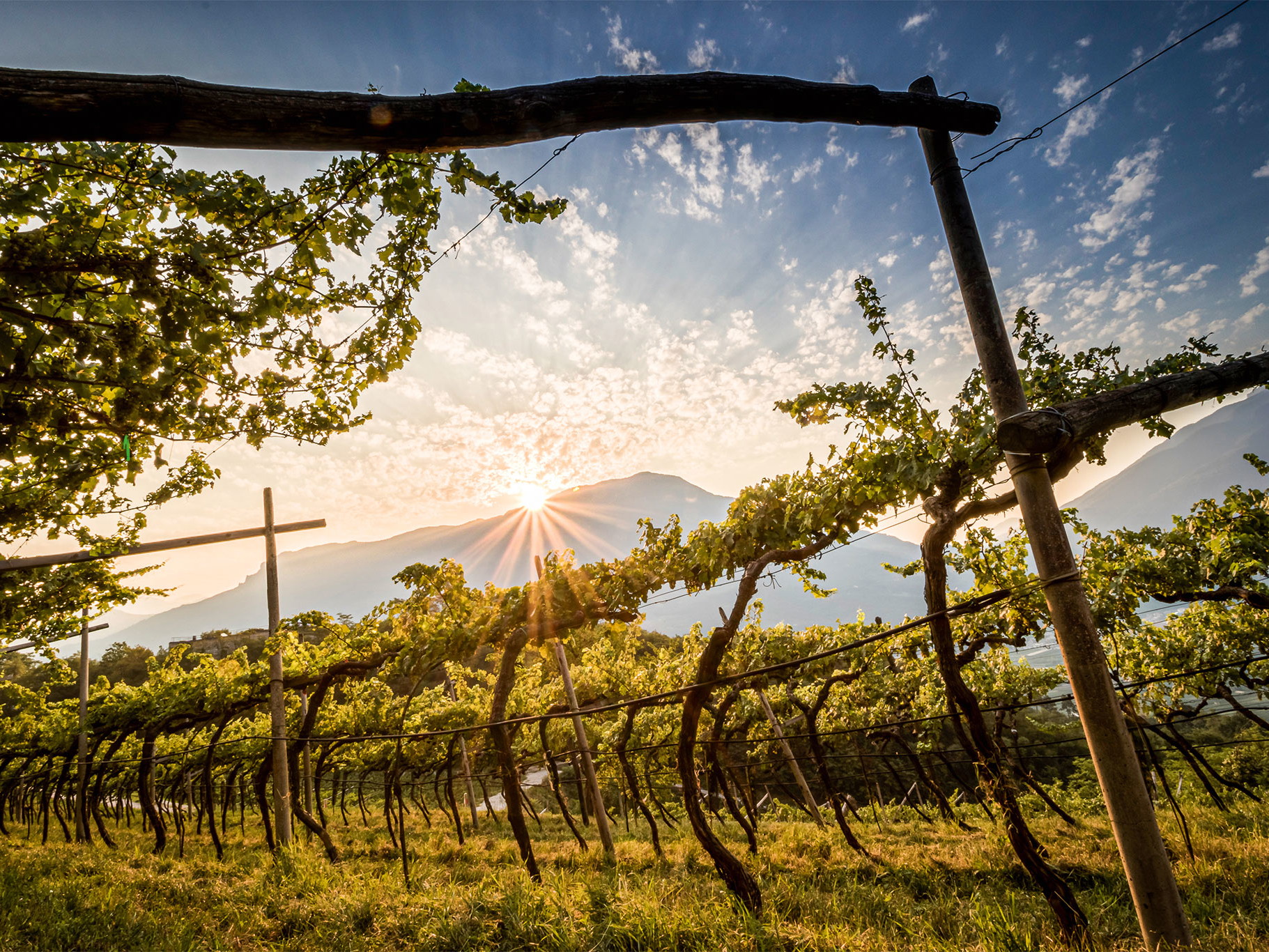 Grundlage für Prosecco ist die lokale Glera-Traube. Um deren zartes Aroma zu erhalten, wird Prosecco im Tankgärverfahren erzeugt.