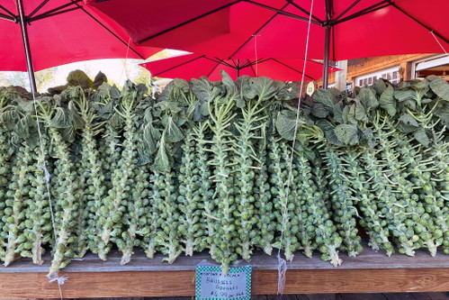 Cabbage sprouts fresh from the field: the small florets are still on the stalk and can be picked by customers themselves.