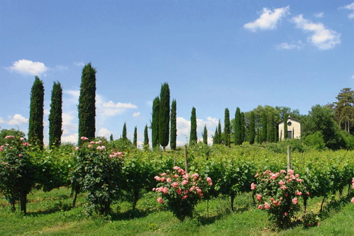 In den nächsten Jahren darf man sich aber auch von Monte Rossa noch einige großartige Franciacorta erwarten.