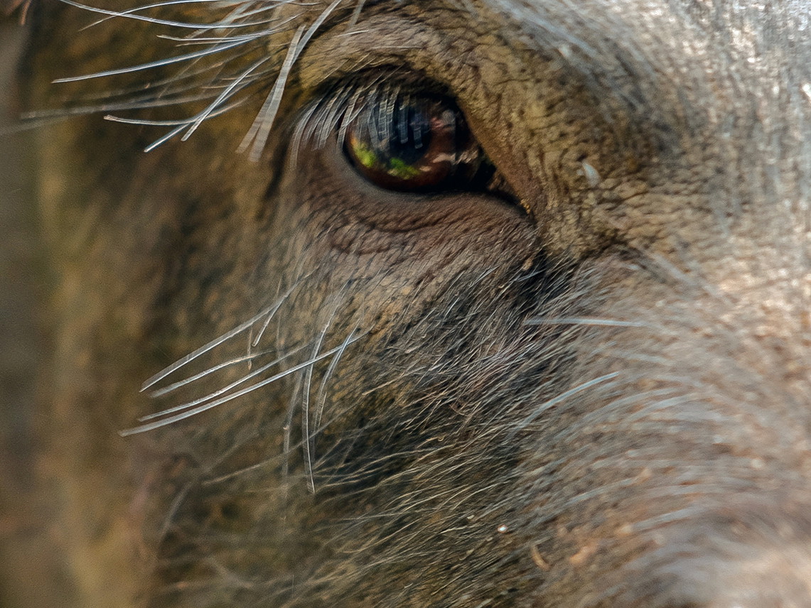 Schwein gehabt: Hunde müssen (oder dürfen) nun nach Trüffeln suchen