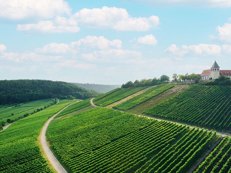 In den Weinbergen des Weinguts Dautel wachsen neben Lemberger und Spätburgunder auch Bordeauxsorten – hier am Cleebronner Michaelsberg.