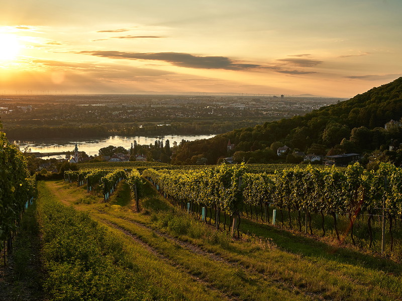 Wein Wien
