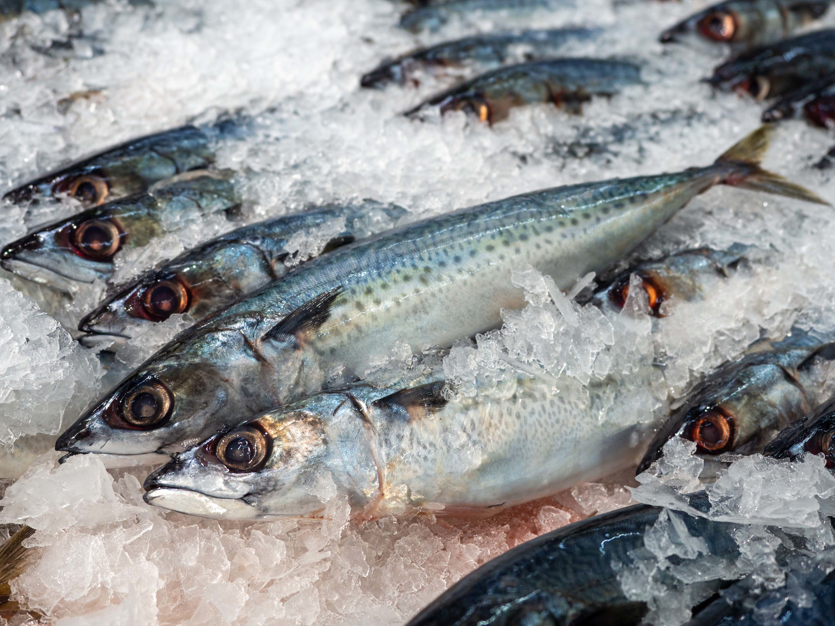 Der Handel mit Süß- und Salzwasserfischen hat in Österreich eine lange Tradition, und die Beliebtheit von frischem Fisch ist ungebrochen.