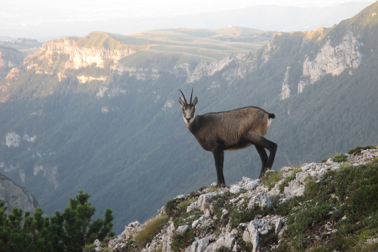 Jagdliche Trophäen am Hut sollten immer die eigenen sein – sonst schmückt man sich »mit fremden Federn«.