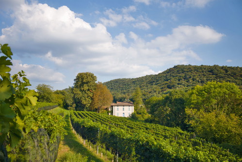 Das Weingut Kopp von der Crone Visini.