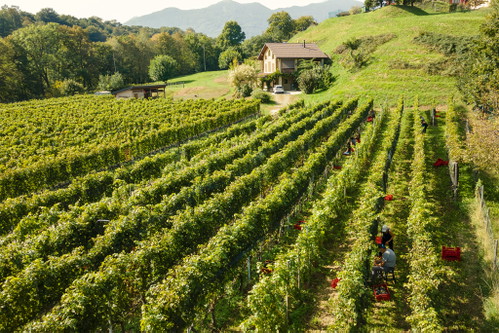 Weinreben der Cantina Pelossi in Pazzallo, Lugano.
