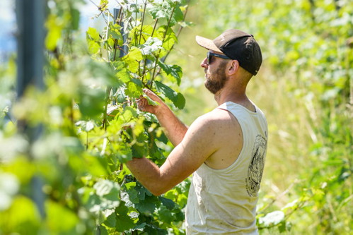 Sven Hohl vom Weingut Rebhalde in Stäfa, Zürich.