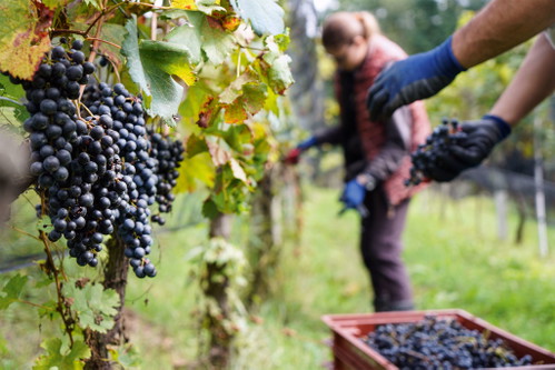 Das Weingut Vinattieri Ticino.