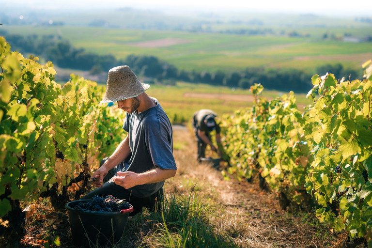 Im Beaujolais ist die Gobelet- (Becher-)Erziehung vorgeschrieben. Um die Buschreben zu bearbeiten – wie hier auf Château Thivin – muss man sich bücken oder in die Knie gehen.