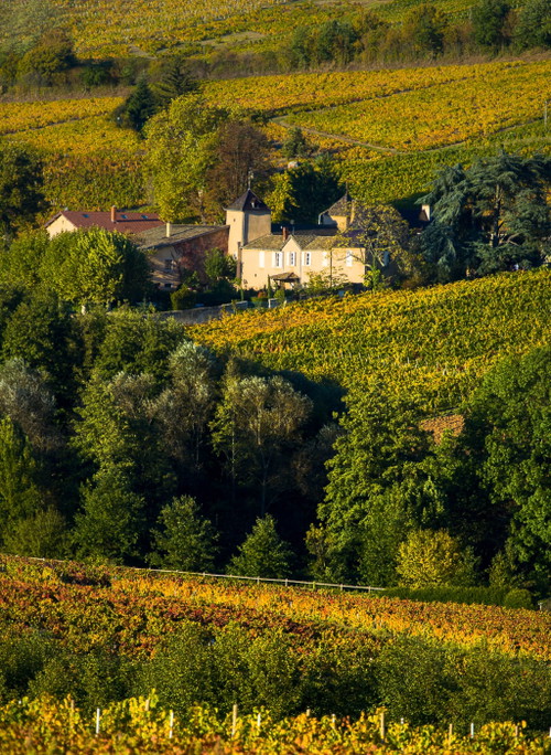 Lage am Hang: Château 
Thivin am Mont Brouilly.