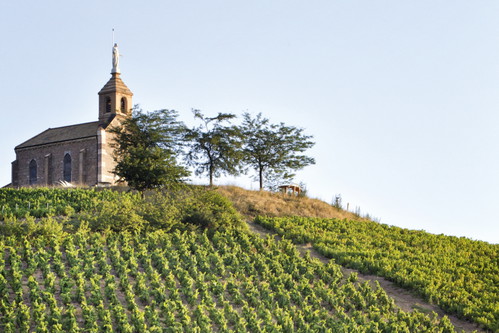 Weinreben in Fleurie.