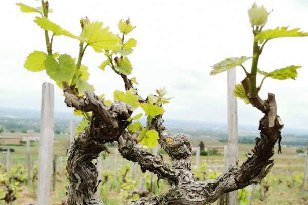 Alte Reben der Domaine Lafarge Vial.