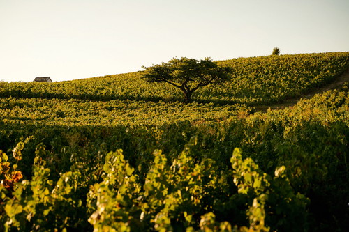 Baum im Weinberg der Domaine Marcel Lapierre.