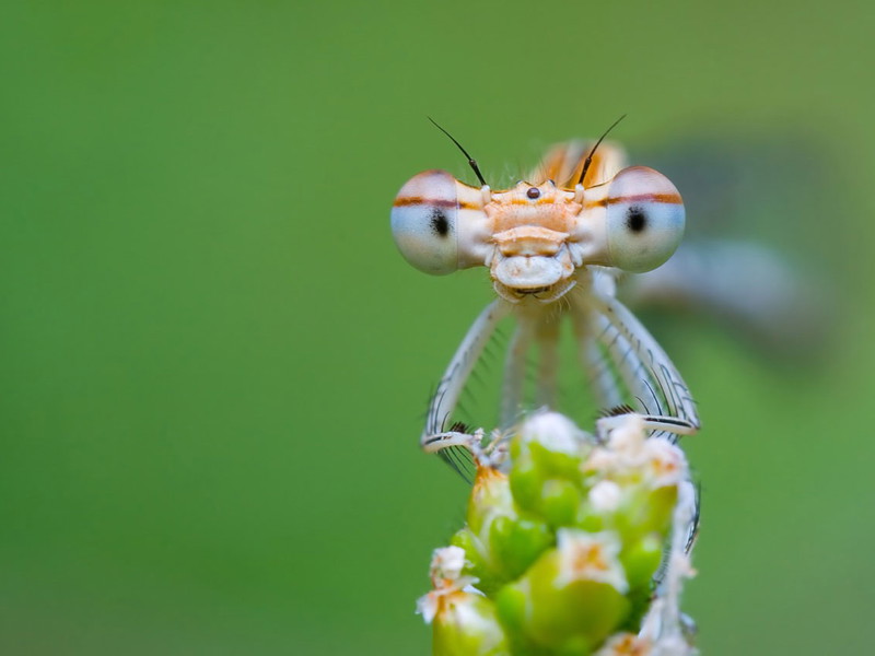 Mehl aus Insekten könnte sich in Zukunft europaweit durchsetzen.