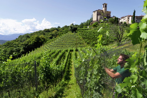 Das Weingut Vinattieri baut die Trauben für seinen Vinattieri Rosso in den besten Lagen des Tessins an. Hier bei Castelrotto mit der Kirche San Nazaro im Hintergrund.