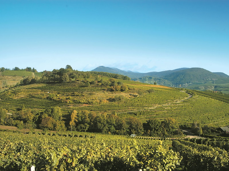Aus den Weinbergen des Weinguts Dr. Wehrheim kam der im Falstaff-Test höchst-bewertete Spätburgunder des Jahrgangs 2021.