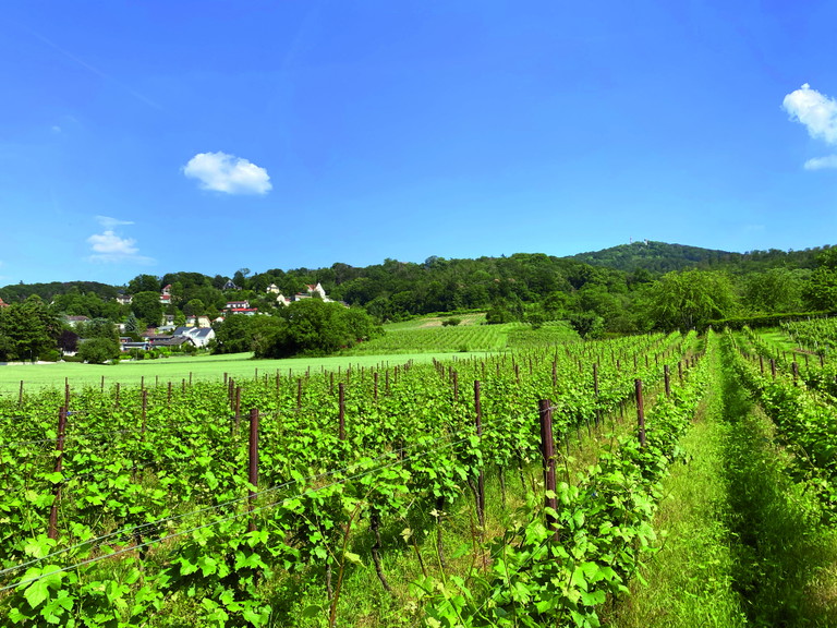 Das typische sanfte Hügelprofil am Saum des Odenwalds, hier in den Weinbergen des Weinguts Simon-Bürkle.
