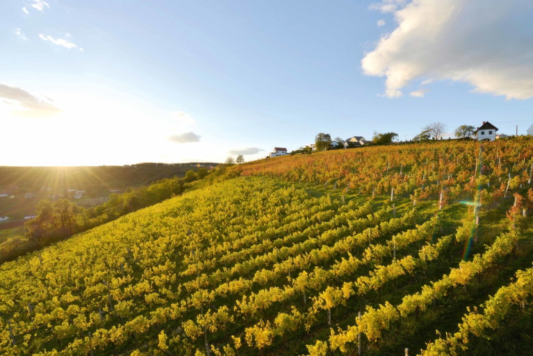 Die Toplagen ­im Kessel der Region Eisenberg ergeben einige der besten Blaufränkisch-Weine des Landes.