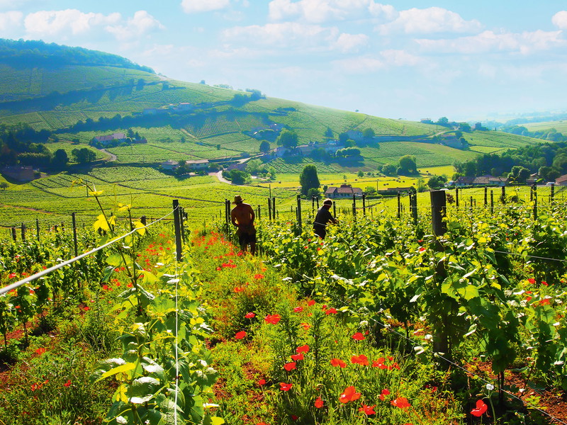 Wie hier bei Château Thivin in Brouilly ist in den besten Lagen des Beaujolais alles Handarbeit.