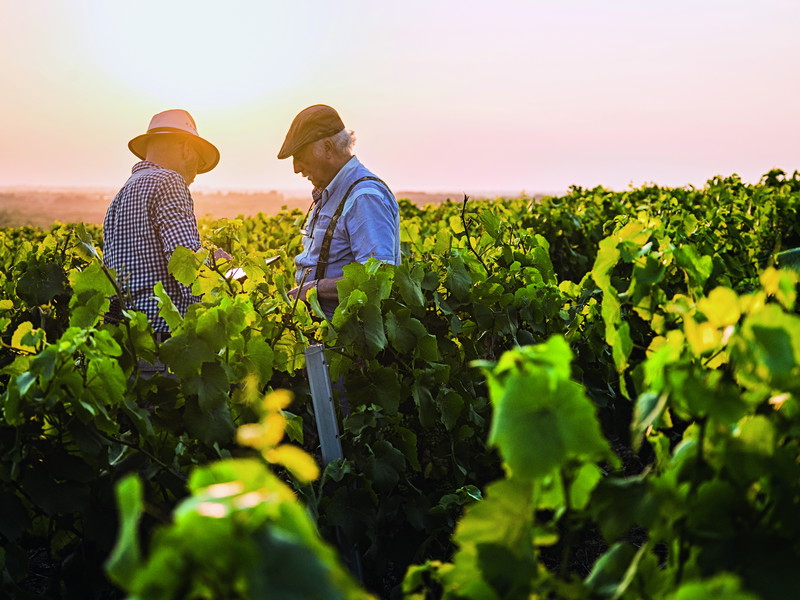 The 2023 vintage gave winemakers around the world some tough nuts to crack. With routine and patience, surprisingly good qualities often emerged.
