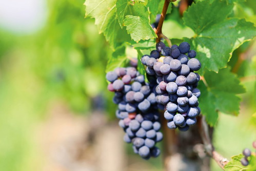 Der Gamay, oder genauer »Gamay Noir à jus blanc«, ist die Sorte des Beaujolais. Die Spezifikation »Schwarzer Gamay mit weißem Saft« ist eine Abgrenzung von der Färbertraube »Gamay Teinturier«, die dunklen Saft von der Kelter fließen lässt.