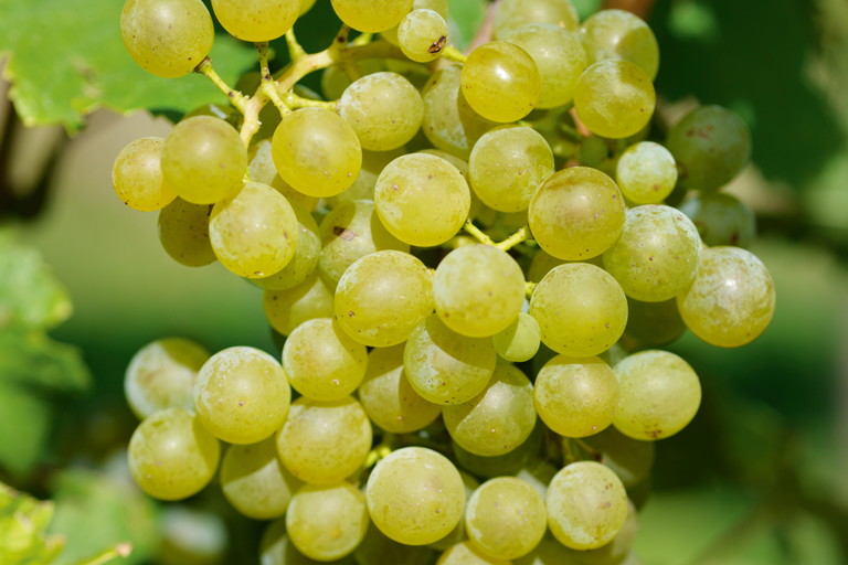 Der Grüne Veltliner ist das Aushängeschild der Region – und der Rote Veltliner 
ihre Spezialität.