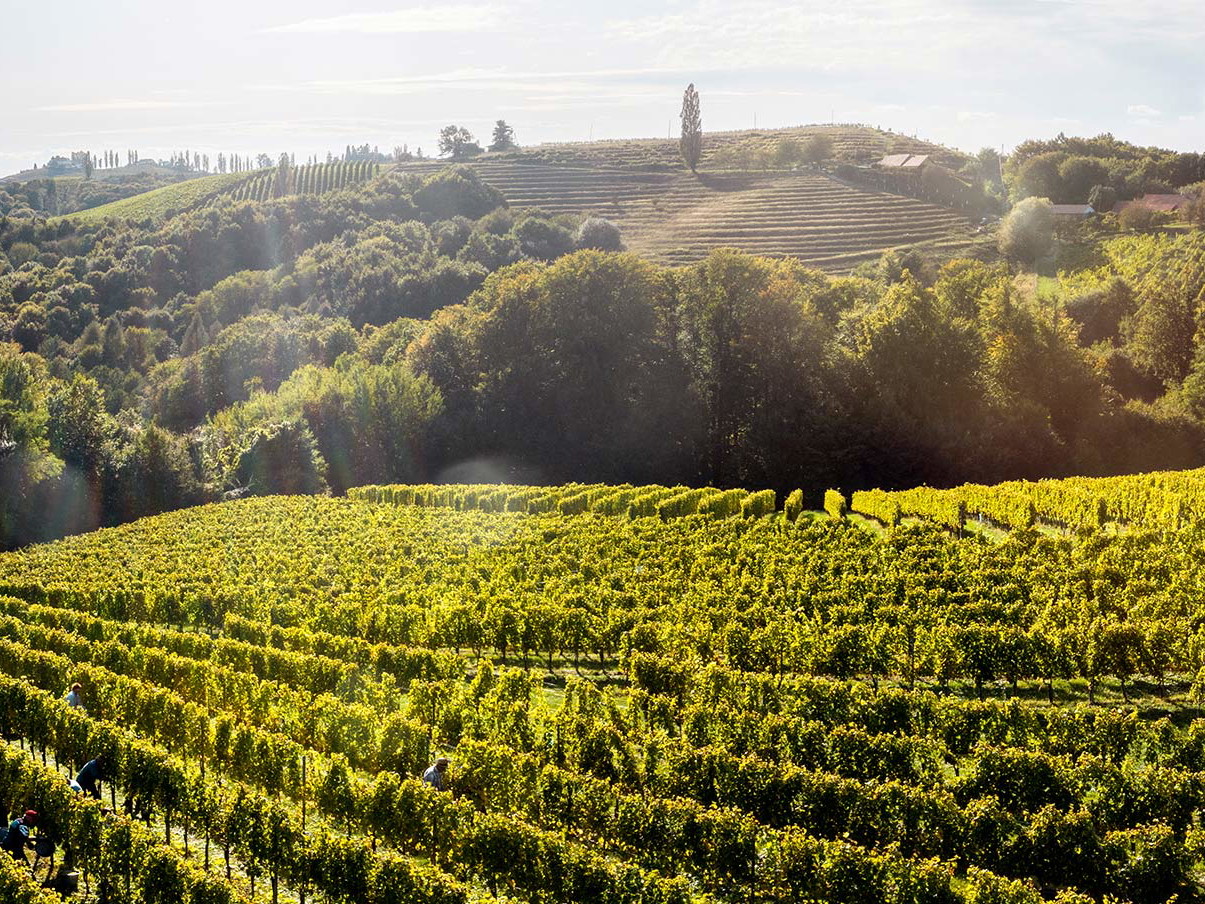 Beste Lagen vom Weingut Dveri Pax.