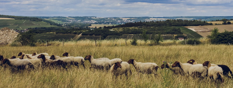 Ausgleichsflächen und tierisches Leben nahe des Weinbergs helfen, 
Biodiversität zu erhalten und zu steigern.