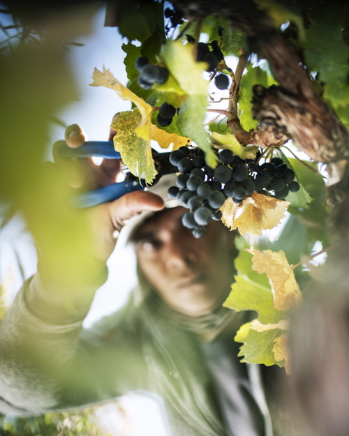 Terrazas de los Andes: Während der Weinlese gehen die Kinder der Lesehelfer auf dem Weingut zur Schule.