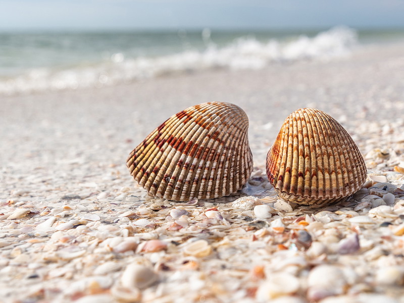 Muscheln am Strand von Sanibel, Florida