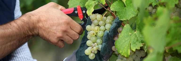 Die Reben der Piwi-Sorte Solaris werden auf 1.250 Metern Höhe kultiviert und müssen regelmäßig ausgedünnt werden. Aus dieser »grünen Lese« lässt sich ein stabiler, mit konstanter Säure ausgestatteter Verjus gewinnen.