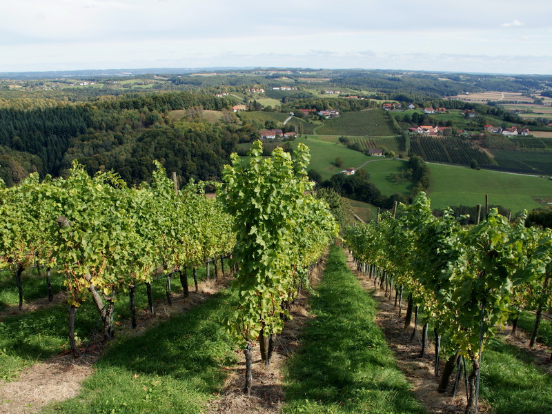 In der Steiermark fiel die Weinernte aufgrund ungünstiger Witterungsverhältnisse besonders schlecht aus.