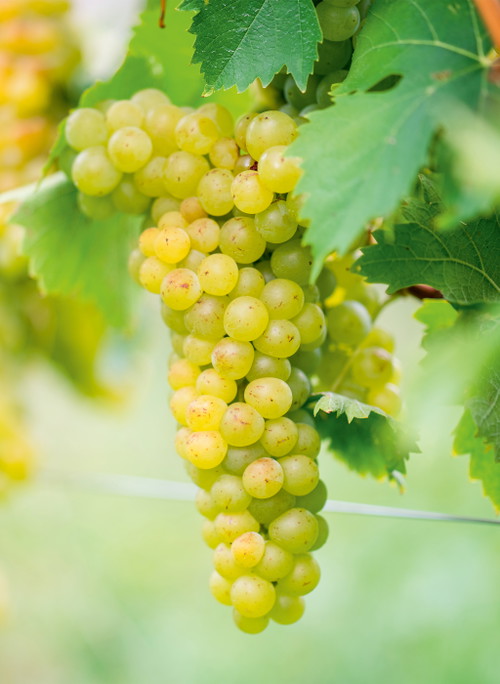 Der weltweite Erfolg des Chardonnay ist auch darauf zurückzuführen, dass die Sorte äusserst anpassungsfähig ist. 
