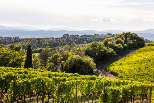 The area under vines has grown significantly in recent decades. Despite this, large parts of Montalcino are still covered in forest.