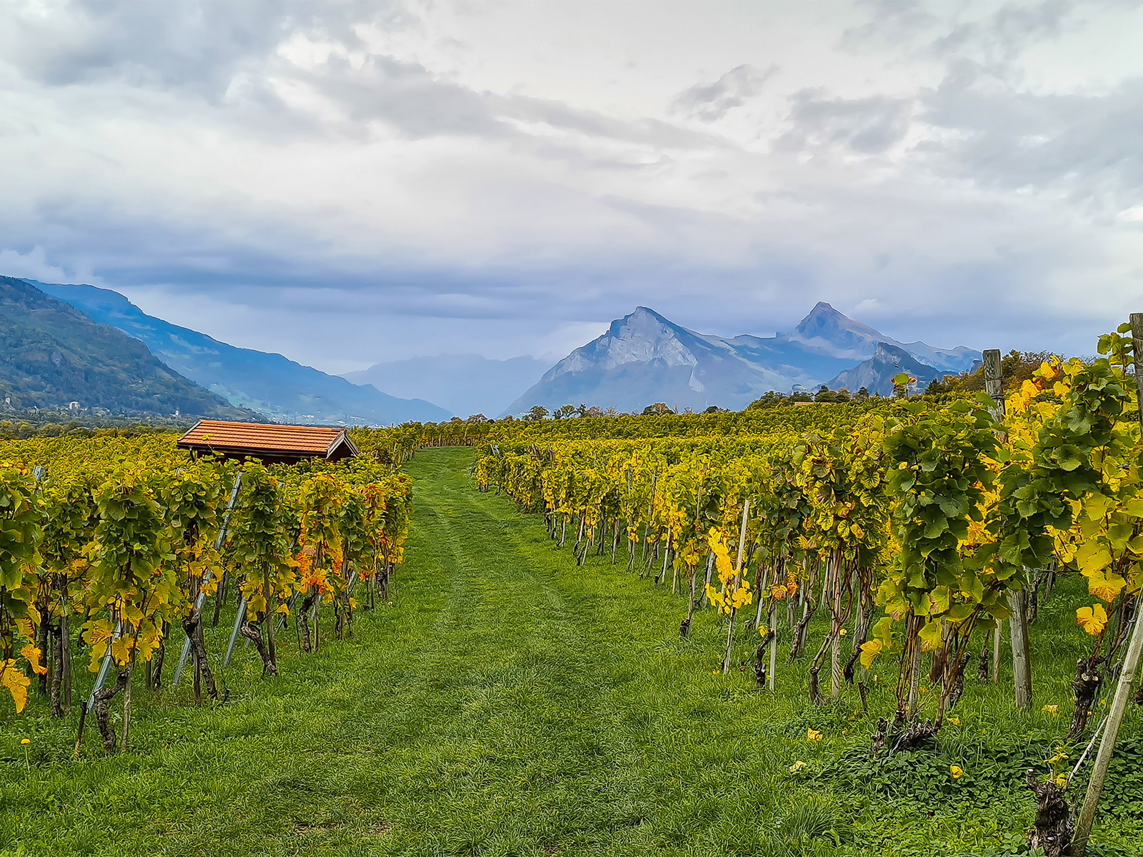 Das Bündner Terroir bringt einige der grössten Chardonnays der Schweiz hervor. 