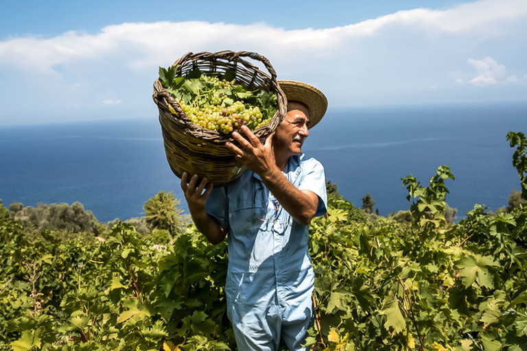 Muskateller-Weine von der Insel Samos bilden eine der drei Säulen von Metaxa. In Stahltanks gereift, steuern sie schlussendlich die charakteristischen Noten von Trockenfrucht und Nüssen bei.