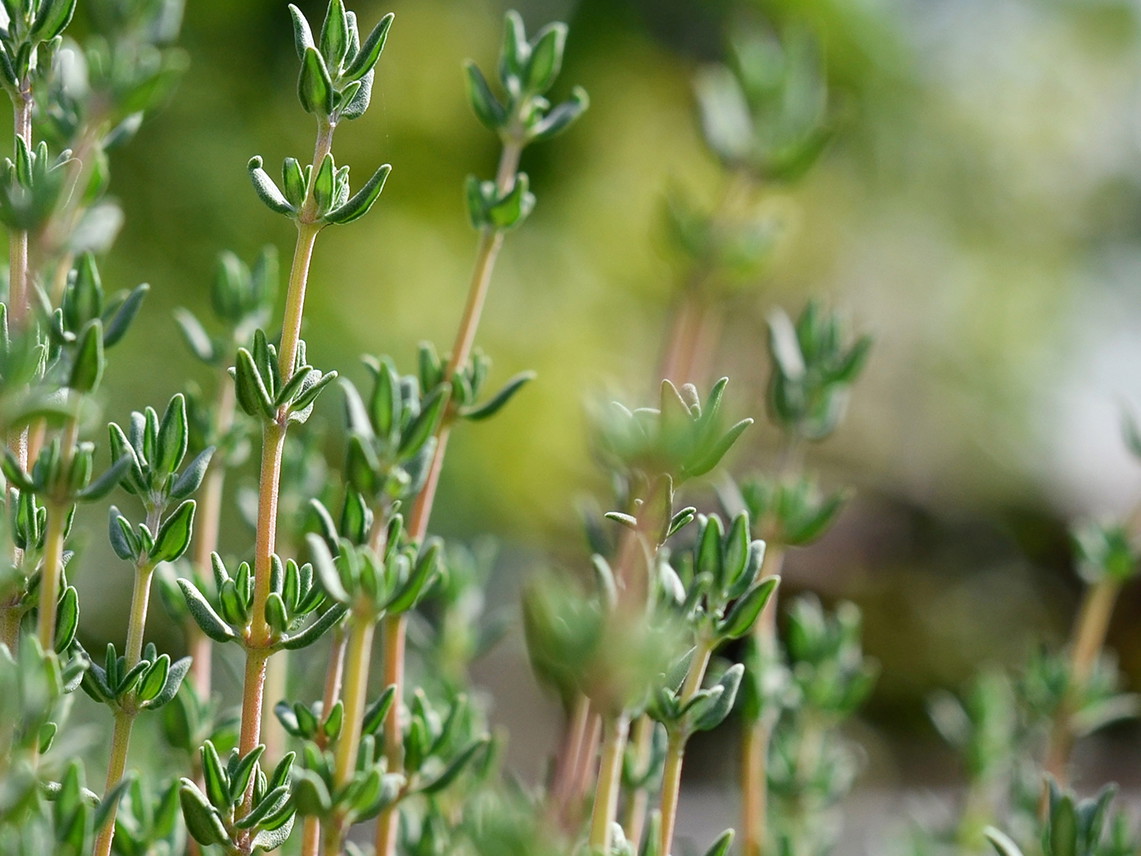 Thymian gedeiht in heimischen Gärten