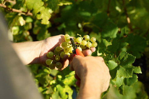 Handlese ist in der Wachau verpflichtend: So entstehen Juwelen wie der Riesling Ried Singerriedel vom Weingut Hirtzberger in Spitz an der Donau.