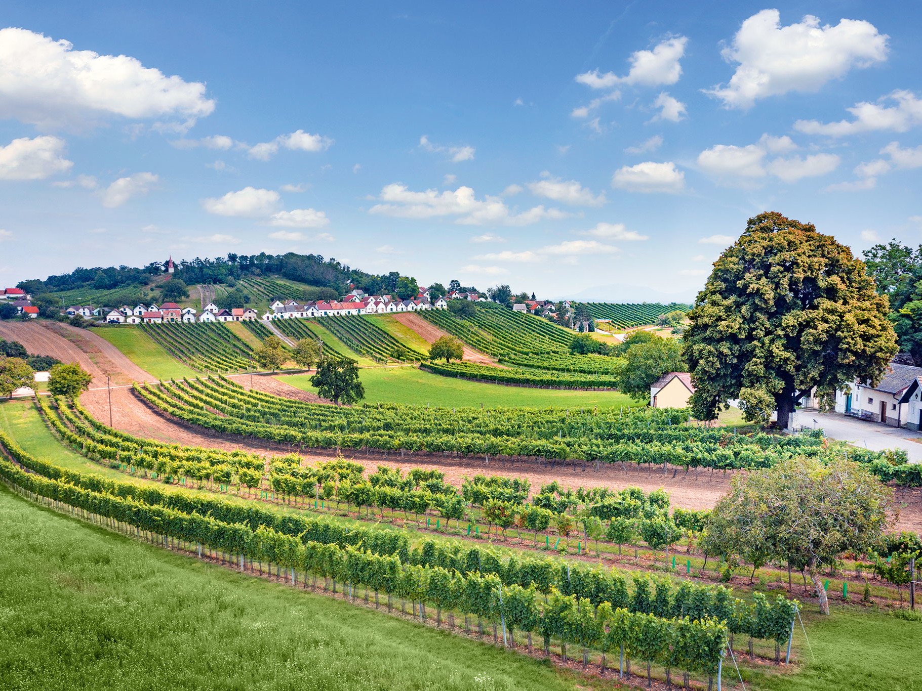 Unweit von Poysdorf liegt vor der Grenze zu Tschechien die vielleicht schönste Kellergasse des Weinviertels, jene von Wildendürnbach.