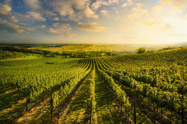 Die Reben des Weinviertels wachsen auf sanften Hügeln, 
wie hier bei Prottes.