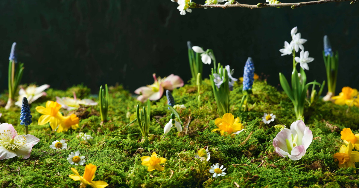 Spring Essick Eggs for spring: the best spring recipes with eggs - Falstaff